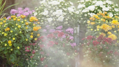 Temps de Flors 2023: Manteniment de jardins i zones verdes