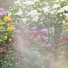 Temps de Flors 2023: Manteniment de jardins i zones verdes